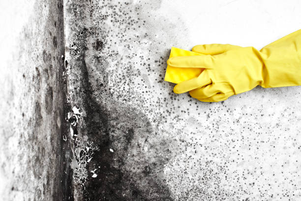 Forensic Mold Investigation in Colfax, CA