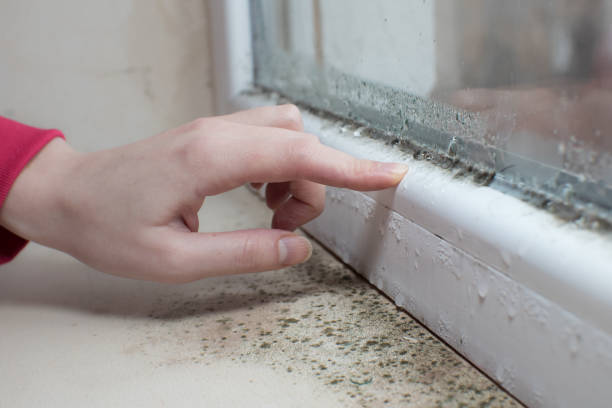  Colfax, CA Mold Removal Pros